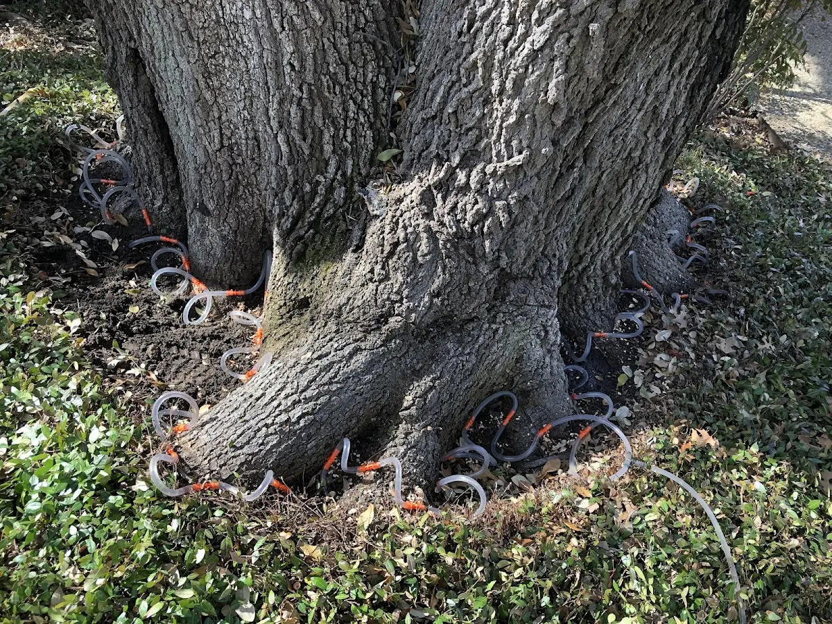Detailed Tree Cabling and Bracing job site in Bourneville