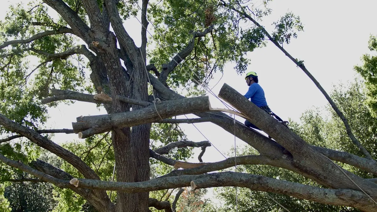 Professional Crown Thinning performed by certified arborists in Bourneville