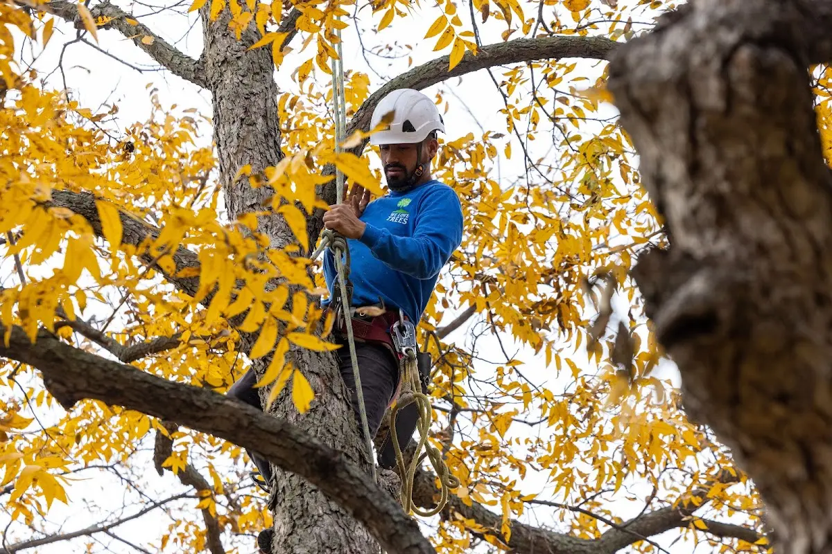Skilled Dead Tree Removal crew working in Bourneville